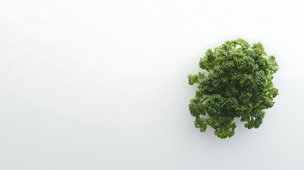Green parsley on white background, culinary use