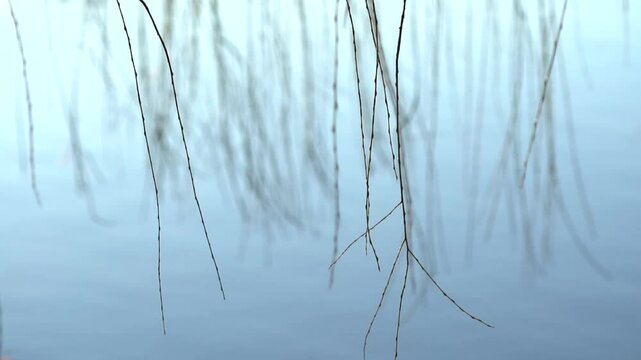 Graceful willow branches droop elegantly over the water's edge, creating a serene background. The interplay of light and shadow on the surface adds depth, enhancing the tranquil ambiance of nature
