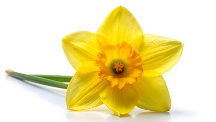 Obraz premium Single Yellow Daffodil Flower on White Background