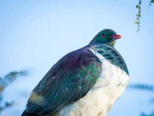 New Zealand Wood Pigeon or Kereru perched in a tree