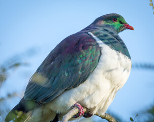 New Zealand Wood Pigeon or Kereru perched in a tree