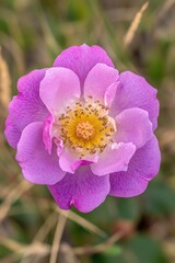 Obraz premium Purple rose blooming in garden showing petals and stamens