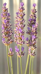 Naklejka premium Lavender flowers growing in garden with soft background
