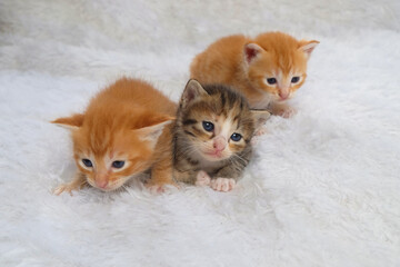 Three cute kittens are playing isolated on white background.Orange and gray cats.Pets concept. Cute kitten.Copy space for text.For graphic design or banner background