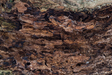 Close-up of Decaying Brown Tropical Tree Bark Texture, Showing the Natural Aging Process