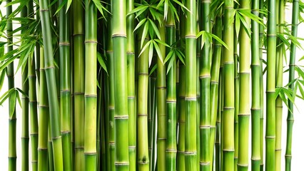 Lush Green Bamboo Forest