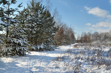Landscape with snow-covered pine trees and a path along them on a sunny winter day after heavy snowfall.