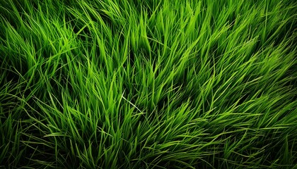green grass texture