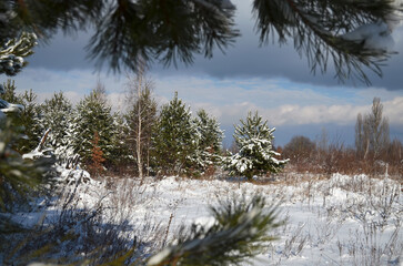 Beautiful view through pine branches of a picturesque winter landscape on a bright sunny day after heavy snowfall the previous day.