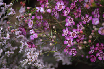 A close-up of vibrant pink waxflowers with delicate petals and intricate details, set against a softly blurred background.
