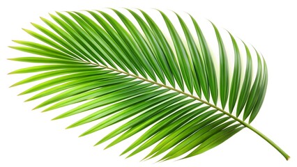Obraz premium Single Palm Frond on White Background