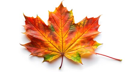 Single Autumn Maple Leaf on White Background