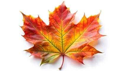 Single Autumn Maple Leaf on White Background