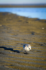 Coastal Treasure Hunt Along Ocean Shore