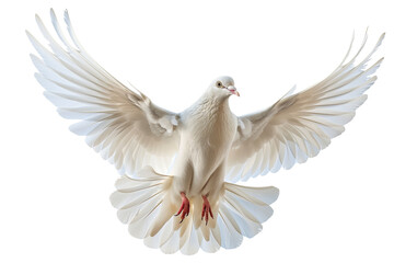 White Dove in Flight With Outstretched Wings Against a Transparent White Background for Peaceful Imagery