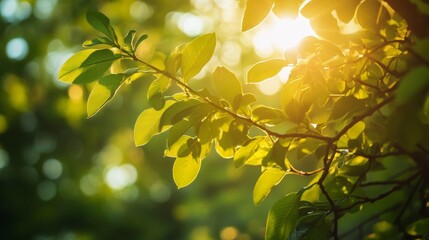 Obraz premium Sunlit Green Leaves on a Branch