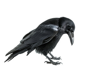 Fototapeta premium Crow Perched With Glistening Black Feathers Isolated on a Transparent White Background, Showcasing Its Natural Beauty and Elegance