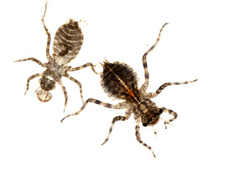 P8210032 young eight-spotted skimmer dragonfly naiad, Libellula forensis, and shed exoskeleton, isolated, cECP 2024