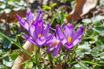 Beautiful purple spring crocuses in the garden in sunny day. Floral spring background with wild crocus flowers on meadow. Springtime, nature. Selective focus, close up, macro.