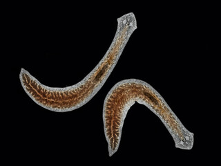 P1260176 2 planaria, triclad flatworms, Girardia tigrina, darkfield, cECP 2025