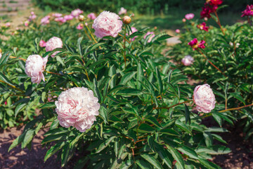 Vibrant fresh pastel pink peony flower bush in full bloom in the garden or park in sunny day, flowerbed. Summer natural floral background, wallpaper. Gardeing, breeding, growing flowers