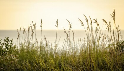 Naklejka premium Coastal landscape with grass and sea water beach. Ocean horizon background.