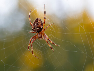Araña en su tela