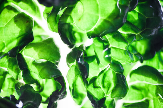 Closeup of light coming through the leaves of a piece of chard