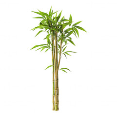 Obraz premium Soft Diffuse Palm Lighting Photography Warm Gentle Glow for Tropical Images Stock Photo