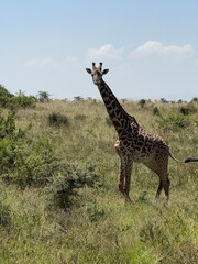 giraffe in the wild
