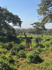 giraffe in the serengeti country