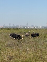 Ostrich near Nairobi