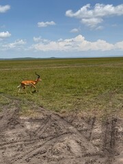 Impala walking