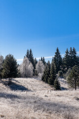 Frost covered field with a line of evergreens under a clear blue sky