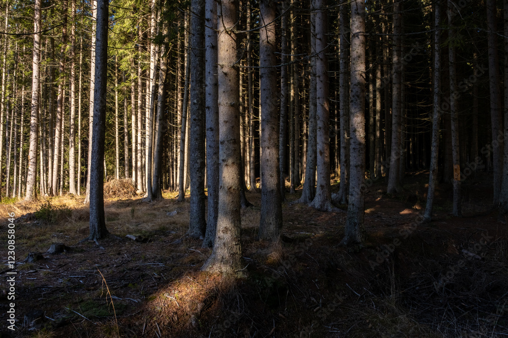 Poster sunlight streams through a dense coniferous forest illuminating the slender tree trunks and forest f