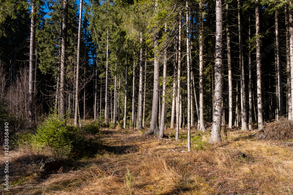 Poster sunlight dapples a dense coniferous forest floor highlighting the tall slender trunks of the trees