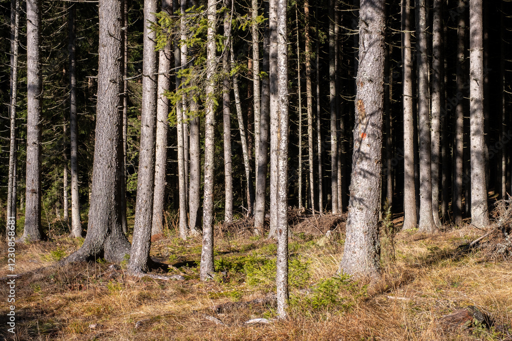 Poster sunlight dapples through a dense coniferous forest illuminating the slender tree trunks and the fore