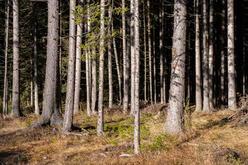 Obraz premium Sunlight dapples through a dense coniferous forest illuminating the slender tree trunks and the forest floor