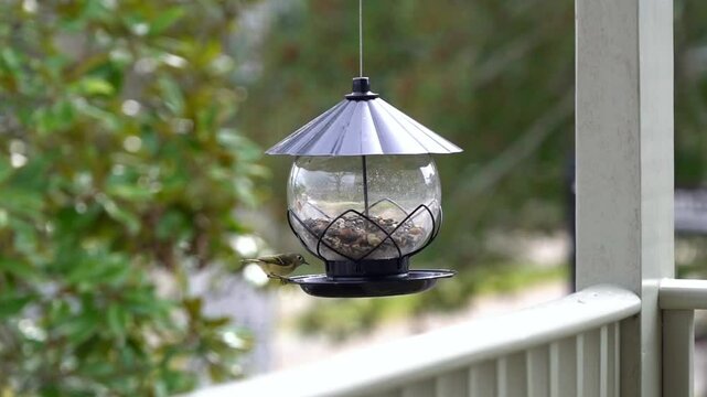 A cheerful little Ruby-crowned Kinglet with distinctive white eye ring and wing bands enjoys the morning at a feeder full of nuts and fruit.