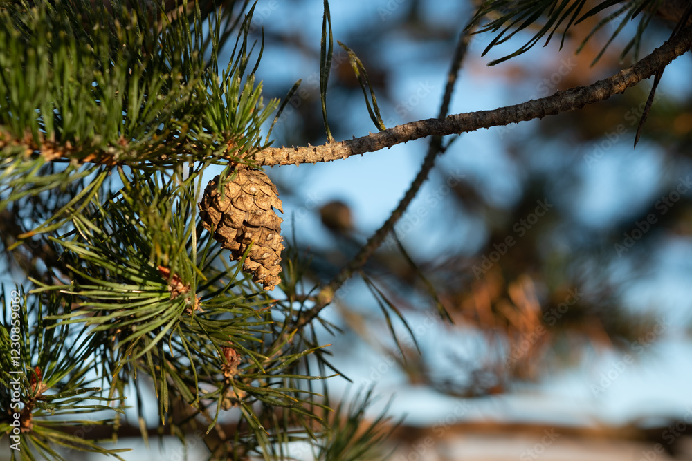 Poster a single pine cone hangs from a branch showcasing the intricate details of the evergreen needles and