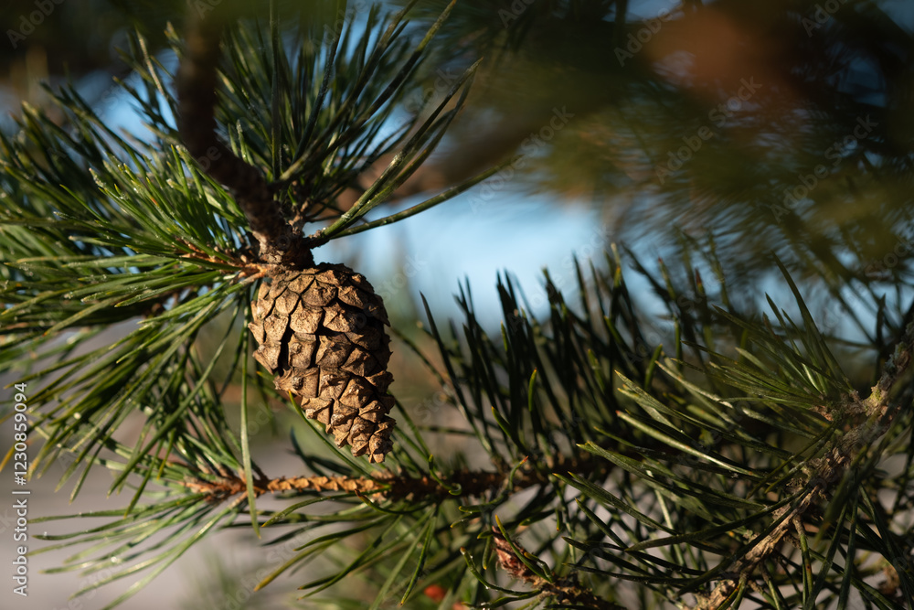 Poster a single pine cone hangs from a branch showcasing the intricate details of its scales and the surrou