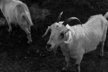 White goat with horns in back and white 