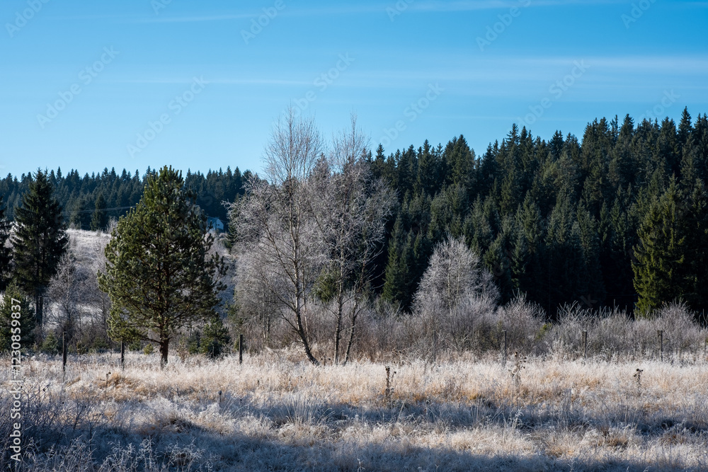 Poster frosty field with a line of evergreen trees in the background under a clear blue sky
