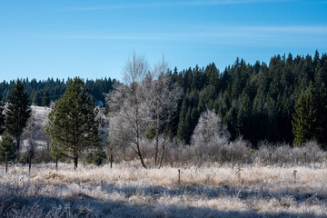 Frosty field with a line of evergreen trees in the background under a clear blue sky
