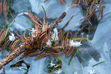 Frozen foliage: Delicate frost crystals adorn pine needles and grass blades encased in a thin sheet of ice