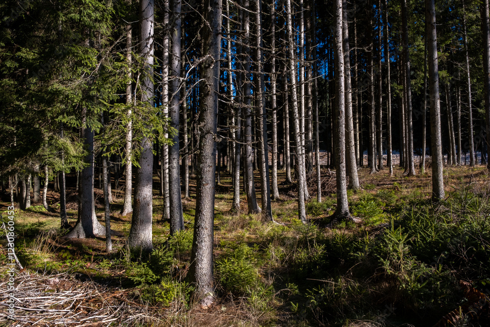 Poster sunlight dapples the forest floor illuminating the slender trunks of numerous pine trees