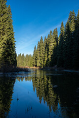 Obraz premium Serene forest lake reflecting a vibrant blue sky surrounded by tall evergreen trees