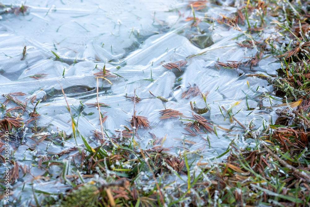 Poster a thin sheet of ice covers a patch of grass and pine needles creating a delicate frosty scene