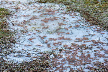 Frozen puddle with frost covered grass and plant debris forming intricate patterns in the ice