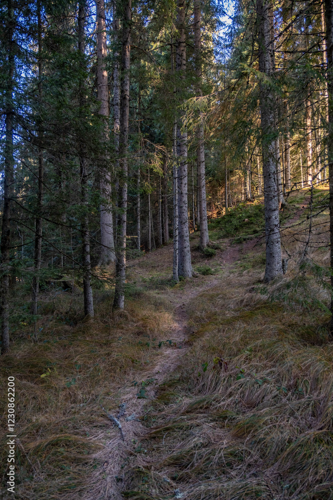 Poster sunlight filters through a dense coniferous forest illuminating a winding path on the forest floor